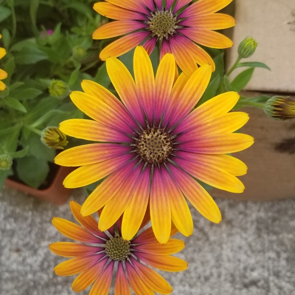 Meet your Posher, Molly - Picture 2 of 3